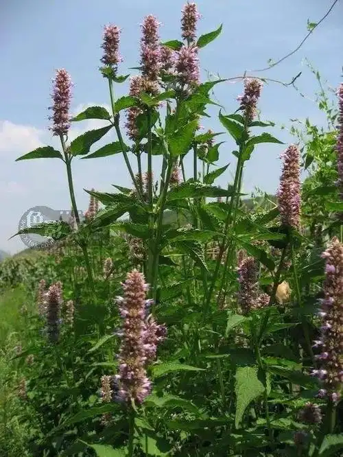 民间止痒草药图片 止痒草药图片中草药-图片大观-奇异网