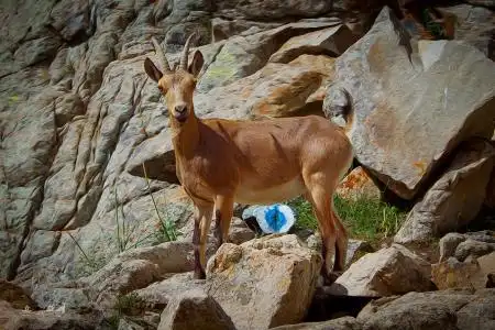 山羊,山羊,性质,山,悬崖,峡,登山,岩石,艺术(水平)