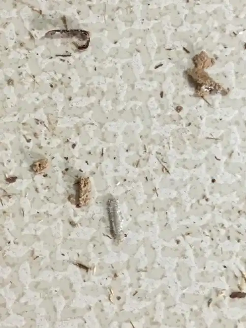 这是还没孵化的蟑螂卵吗