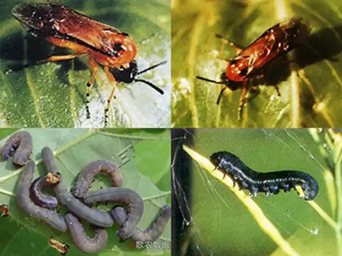 十字花科蔬菜害虫