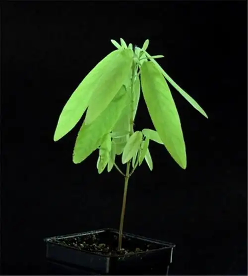 跳舞草图片(跳舞草图片大全大图)