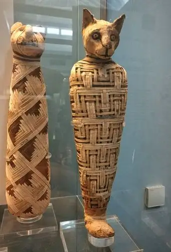 猫木乃伊.古埃及人视猫为神的化身.