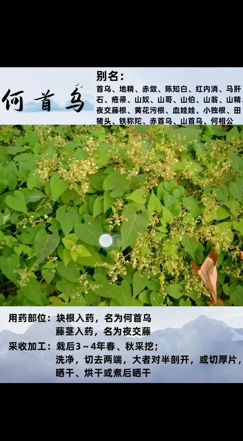 但具有一定的毒性,应谨慎服用 2,何首乌块根膨大,藤蔓缠绕, - 抖音