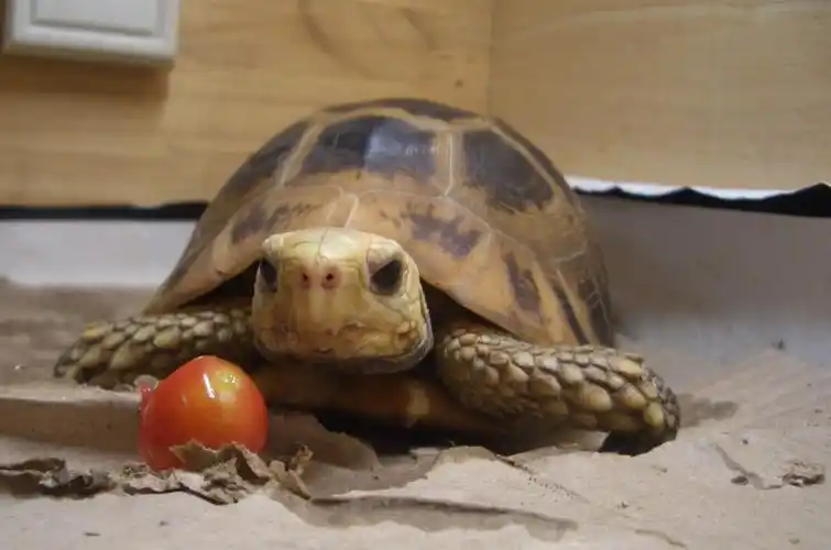 p>欧洲 a href="#">陆龟 /a>体型与体色的变异都很大,在 a href="#"