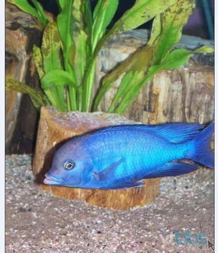 三湖蓝茉莉一对