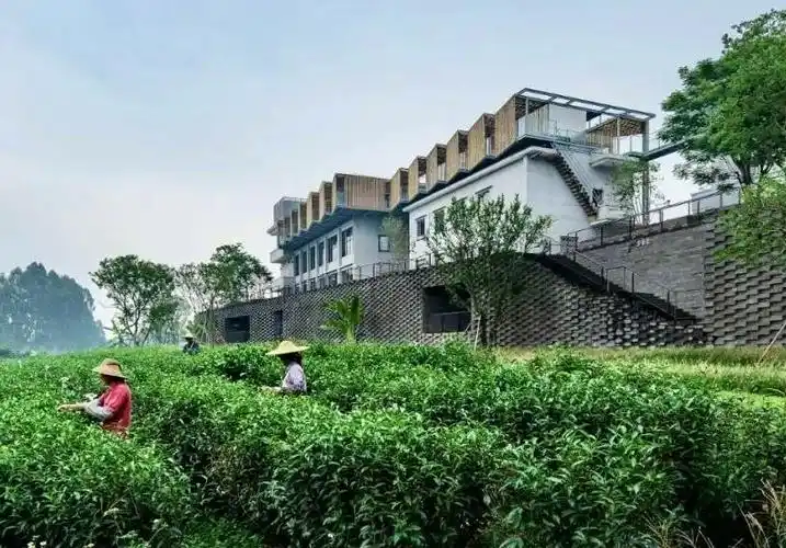 对川山水披锦绣 千亩茶景茗香浓 第三届"向野而生"茶文化节开幕