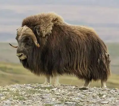这种植食性动物的胆子非常大,遇到天敌并不逃跑,反倒在原地等待_网易