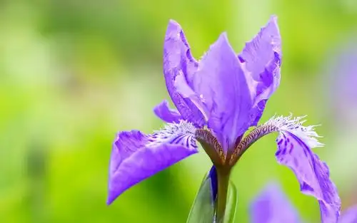 最美丽迷人的鸢尾花