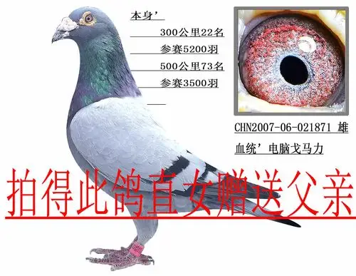 信鸽拍卖首页 拍卖专题 >> 查看拍卖商品 相关图片 商品信息 商品编号