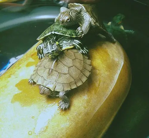 拍了一组乌龟叠罗汉