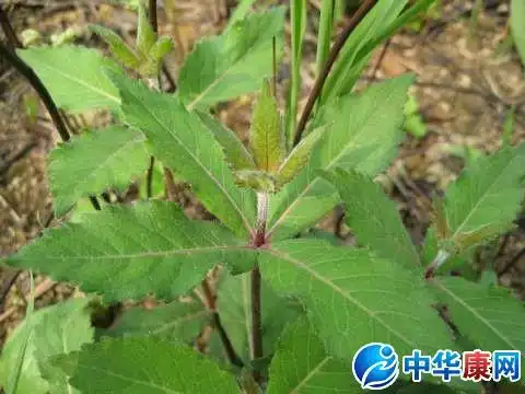 沙参图片简介及鉴别方法