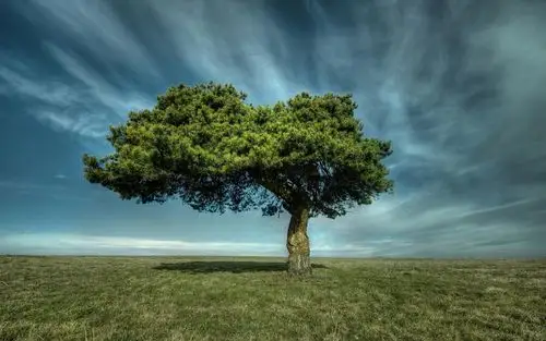 孤独的树,草,云,天空