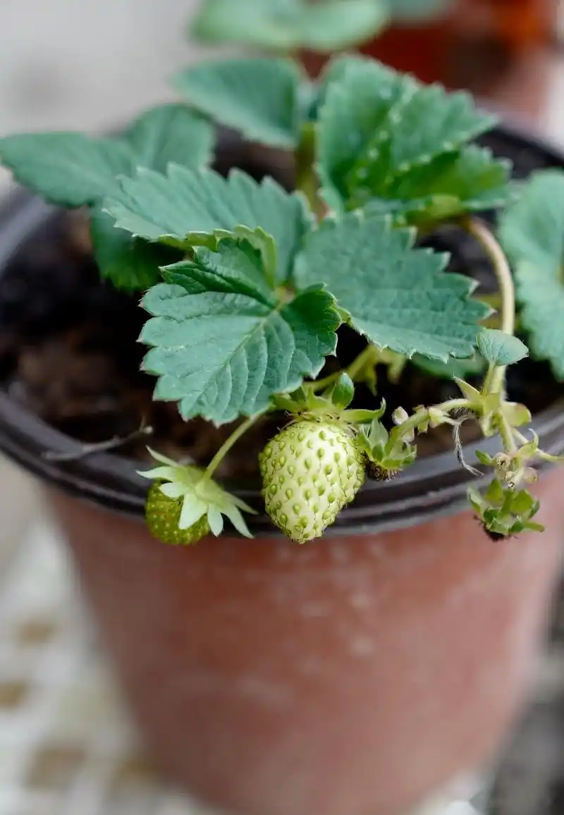 看我种的草莓都结果了