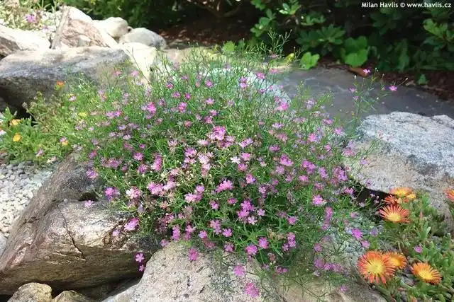 第二种:吉普赛满天星