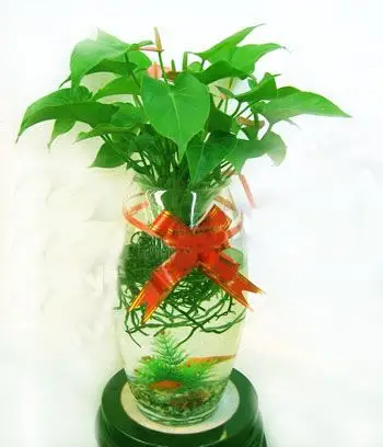 无土栽培,水培花卉