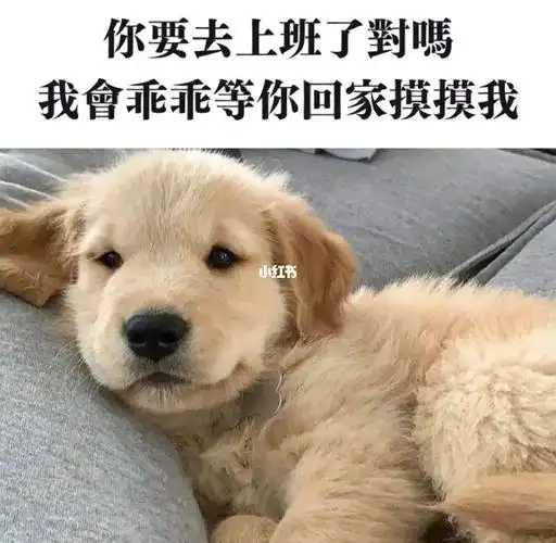 小狗正乖乖在家等你