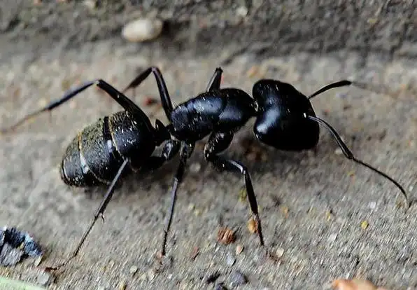 黑蚂蚁窝的功效与作用黑蚂蚁的作用与功效的确许多
