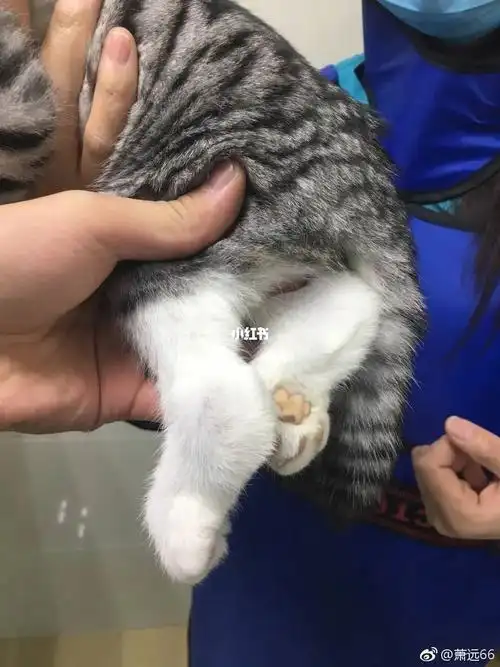 繁殖折耳猫的都给我去