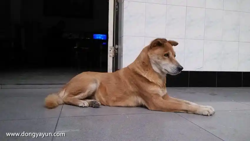 东亚云你的童年有没有一只土狗陪伴