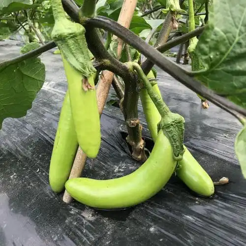 青茄子 新嫩 易煮绵,甜!