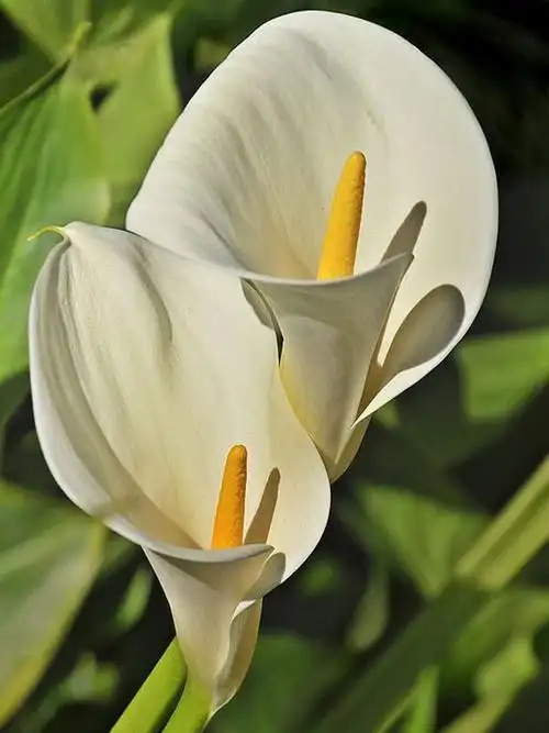 荷兰进口彩色马蹄莲种球四季种易活开花不断阳台室内盆栽花卉大球