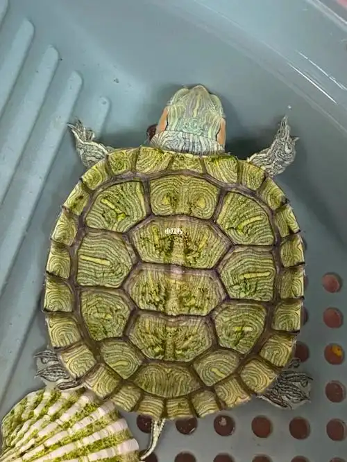 乌龟背上长的是什么