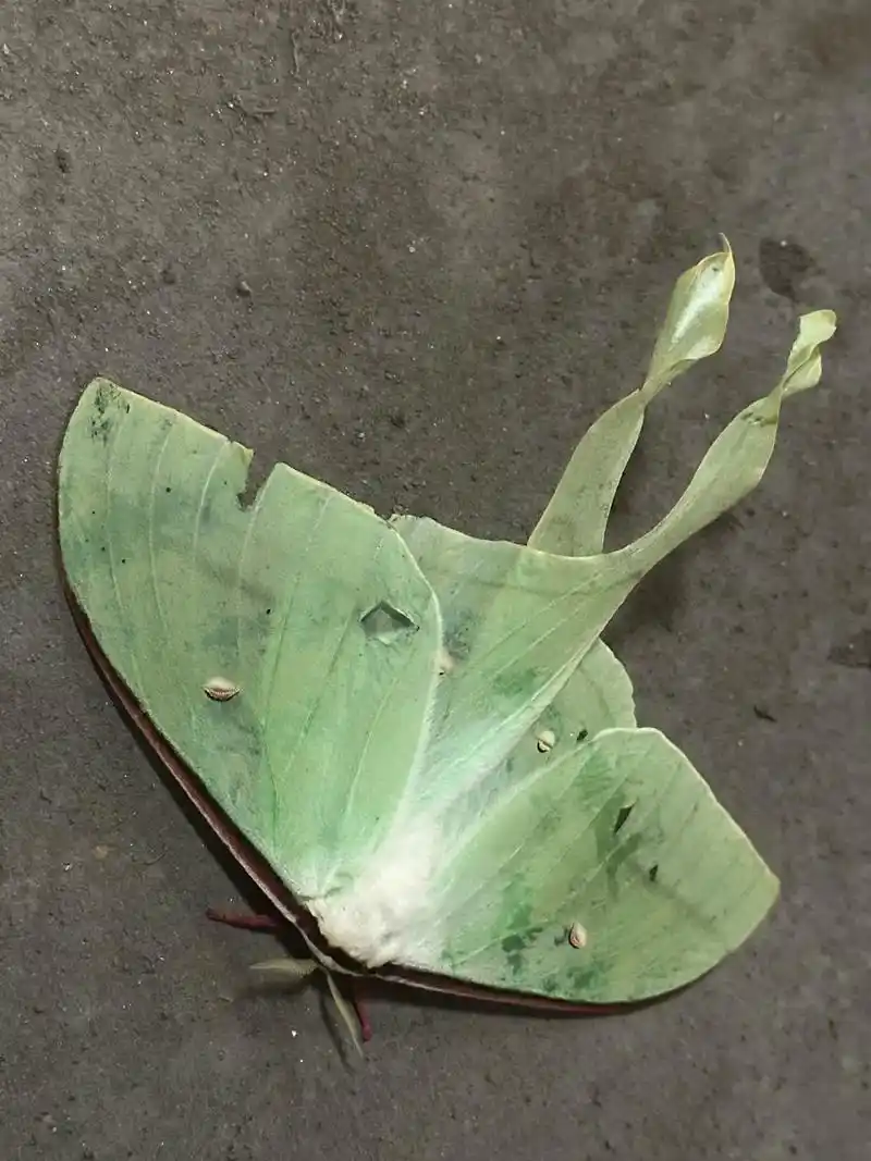 月形天蚕蛾是天蚕蛾科的一种夜行飞蛾.它的翼展 - 抖音