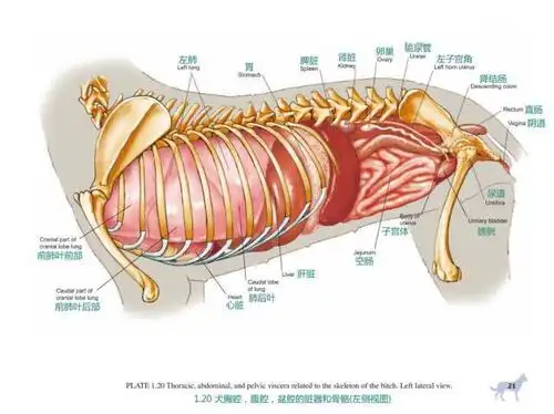 看完这些高清图,犬科解剖不用愁