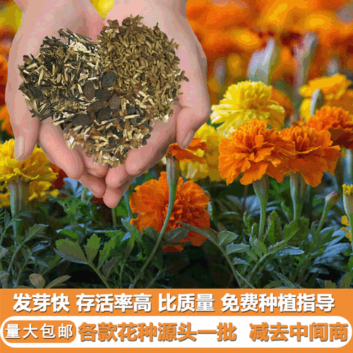 进口花海景观金盏菊花卉种籽花种花卉种子大全草花种子四季花籽