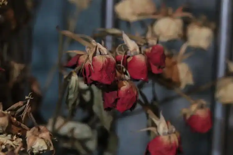 下雨了花枯萎了