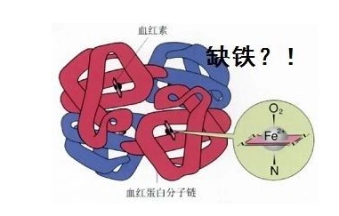 人体微量元素检测仪品牌山东国康探究铁元素在人体中的作用