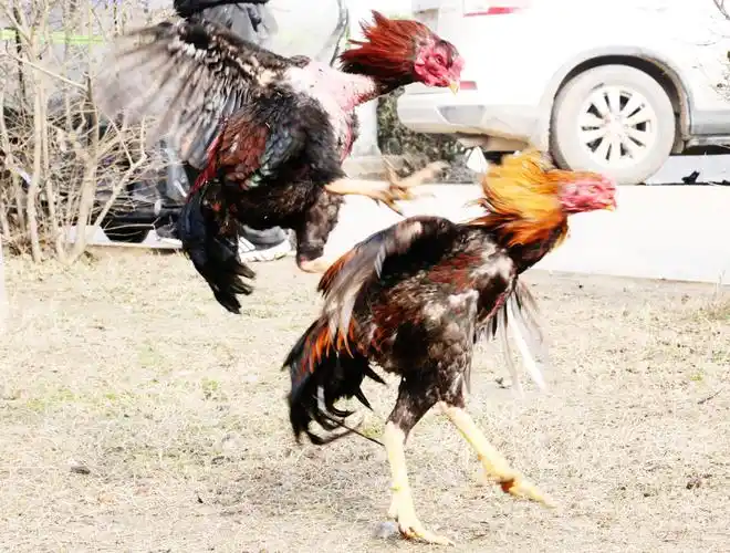 周口沙颍河畔边,这群"打架"类被围观!