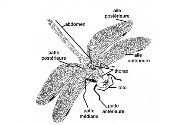 蜻蜓的身体部位