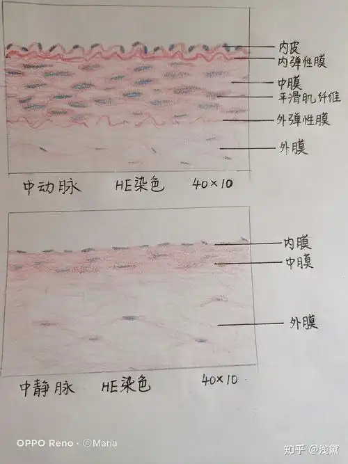 医学生组胚实验手绘图红蓝铅笔已出成绩满分