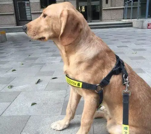 搜救犬拉布拉多后代出售