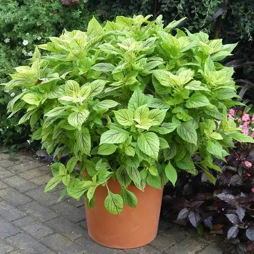 便宜好养的彩叶草开完花就挂可我还是喜欢养