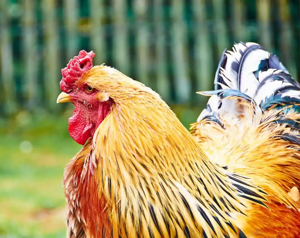 来自荷兰的一只公鸡的肖像