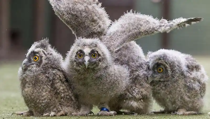 猫头鹰四胞胎呆萌可爱