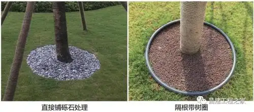 点景树,草坪散植,近人尺度且土球过高的组团内乔木需做树圈美化