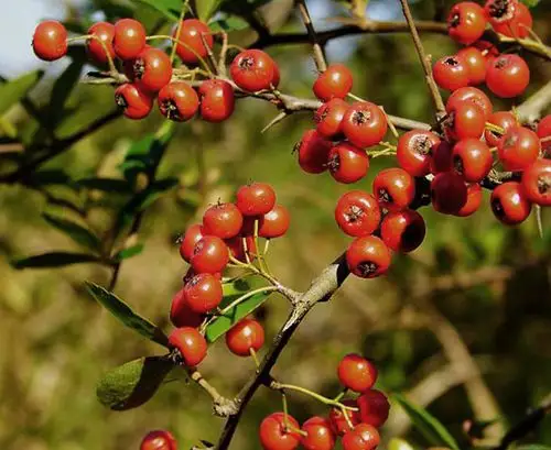 家乡这些野果子你吃过吗?