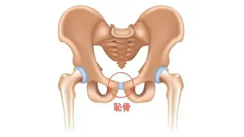 耻骨痛不是病,痛起来真"要命",孕妇做好这几点可缓解或预防_骨盆