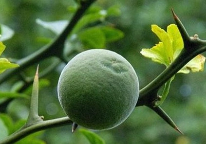 绿衣枳壳_中医中药大全