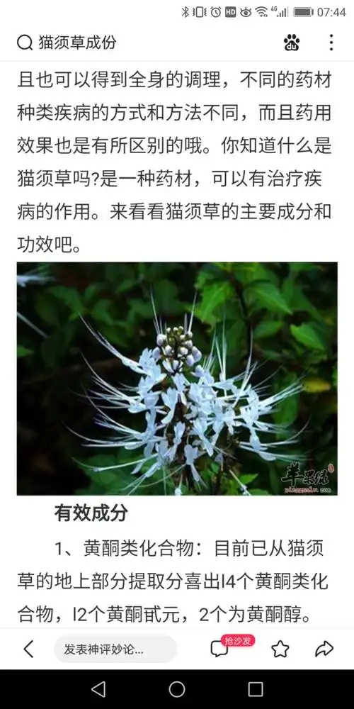 《猫须草与(猫儿刺)和藏青果》的功效与作用