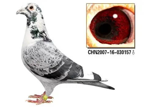 名鸽欣赏 名称:军校生157 环号:07-16-030157 雌雄:雄 血统:慕利门 赛