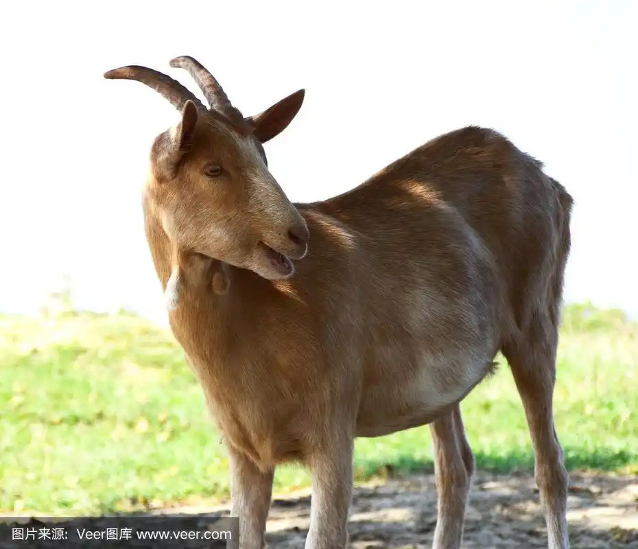 一只可爱的棕色山羊的肖像