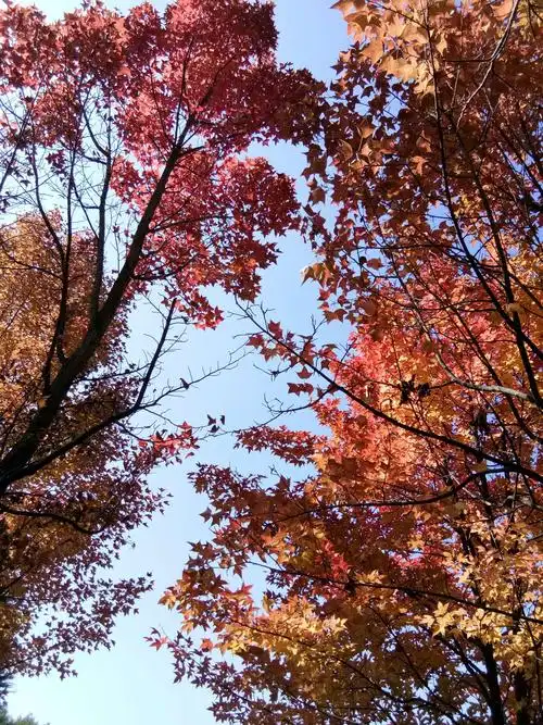 秋天,那遍漂亮的枫香林