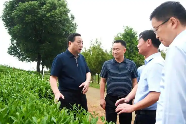 镇江市委书记马明龙赴句容调研乡村振兴凤凰网江苏_凤凰网