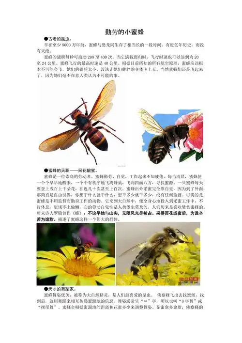 幼儿科普知识勤劳的小蜜蜂doc
