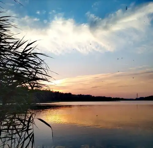 夏日的傍晚,燕雀穿过暮霭,掠过水面翱翔空中.