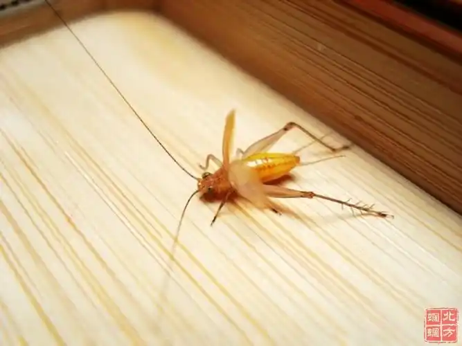 闲聊大黄蛉的选和养